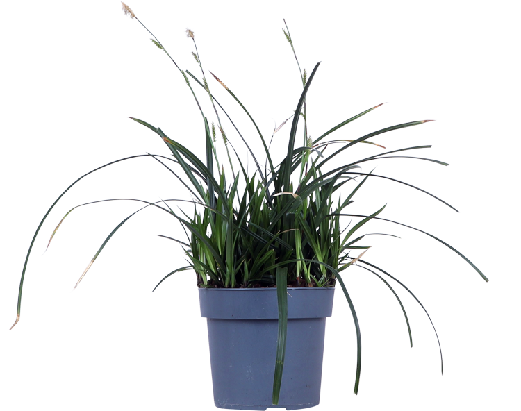 Carex morrowii "irish green" (Japanse Zegge) (M)