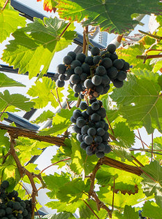 Blauwe druif (S) (Vitis vinifera)