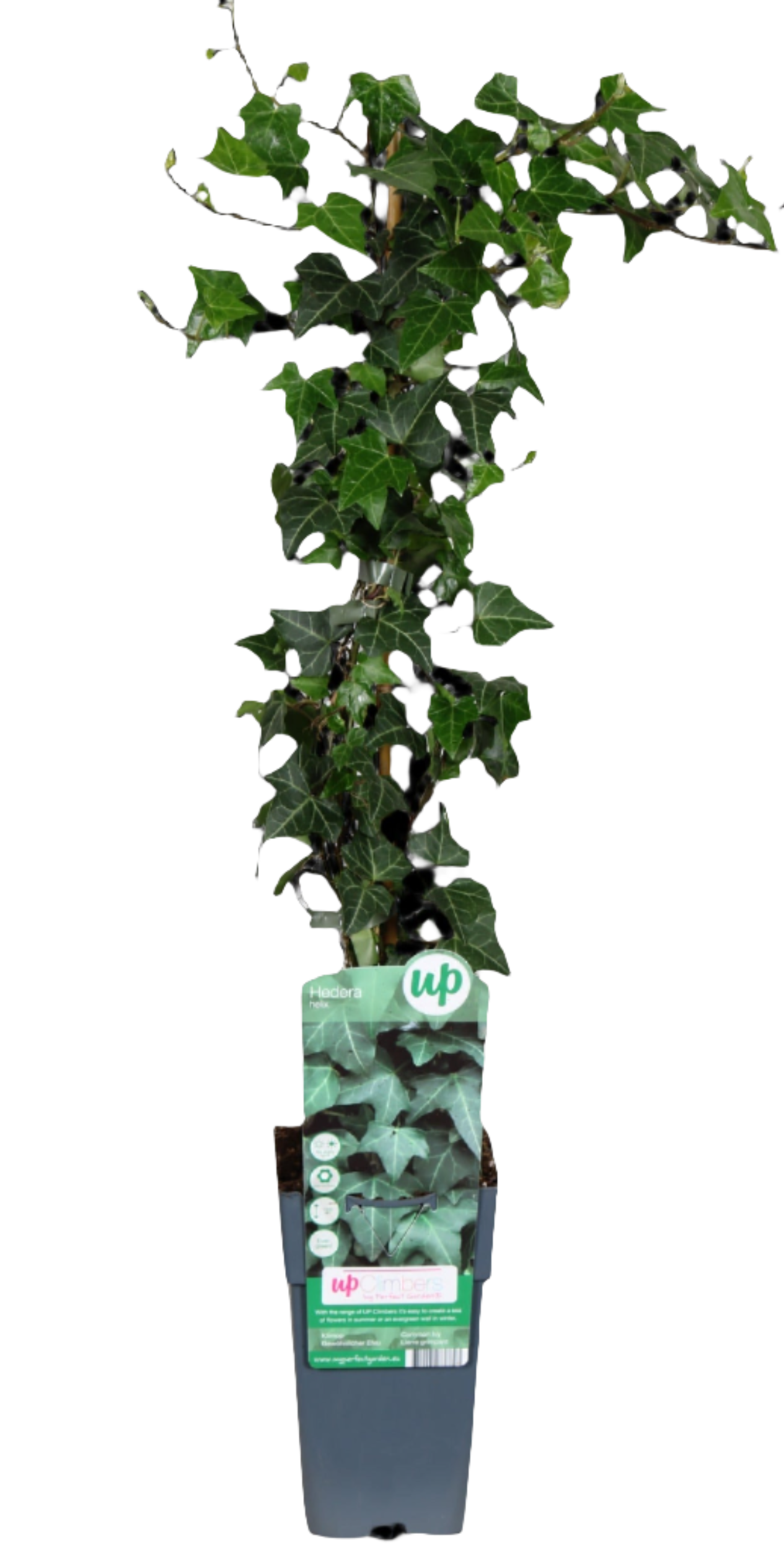 Hedera Helix Wonder (Klimop) (M)