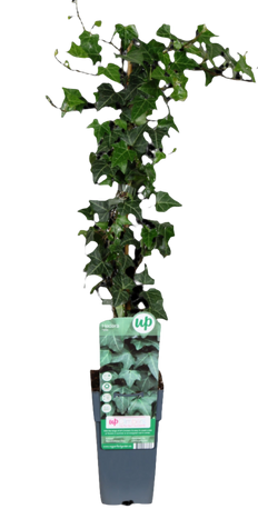 Hedera Helix Wonder (Klimop) (M)