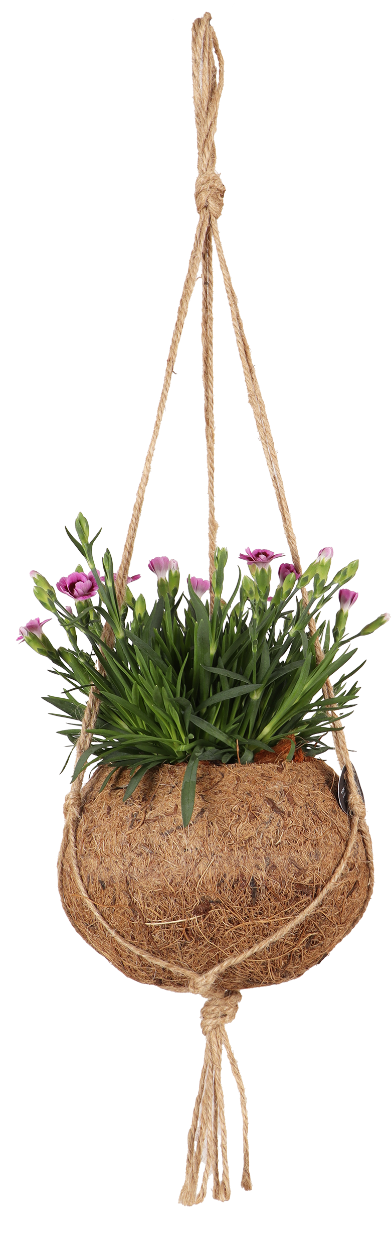 Dianthus pink kisses (Anjer) in Kokodama