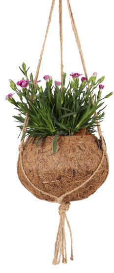 Dianthus pink kisses (Anjer) in Kokodama