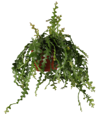 Epiphyllum anguliger (Zaagcactus) (M)