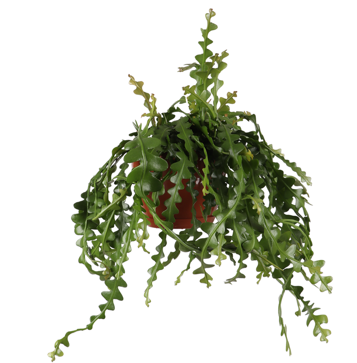 Epiphyllum anguliger (Zaagcactus) (M)
