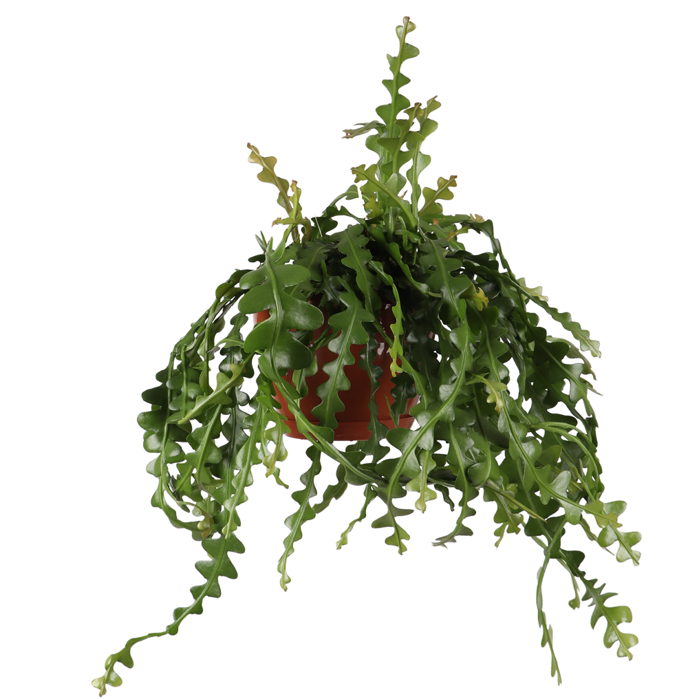 Epiphyllum anguliger (Zaagcactus) (M)