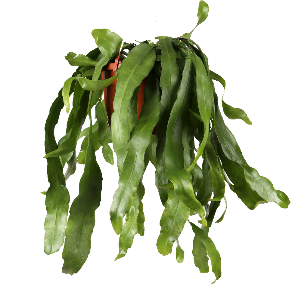Epiphyllum pumilum (Cactusorchidee) (M)