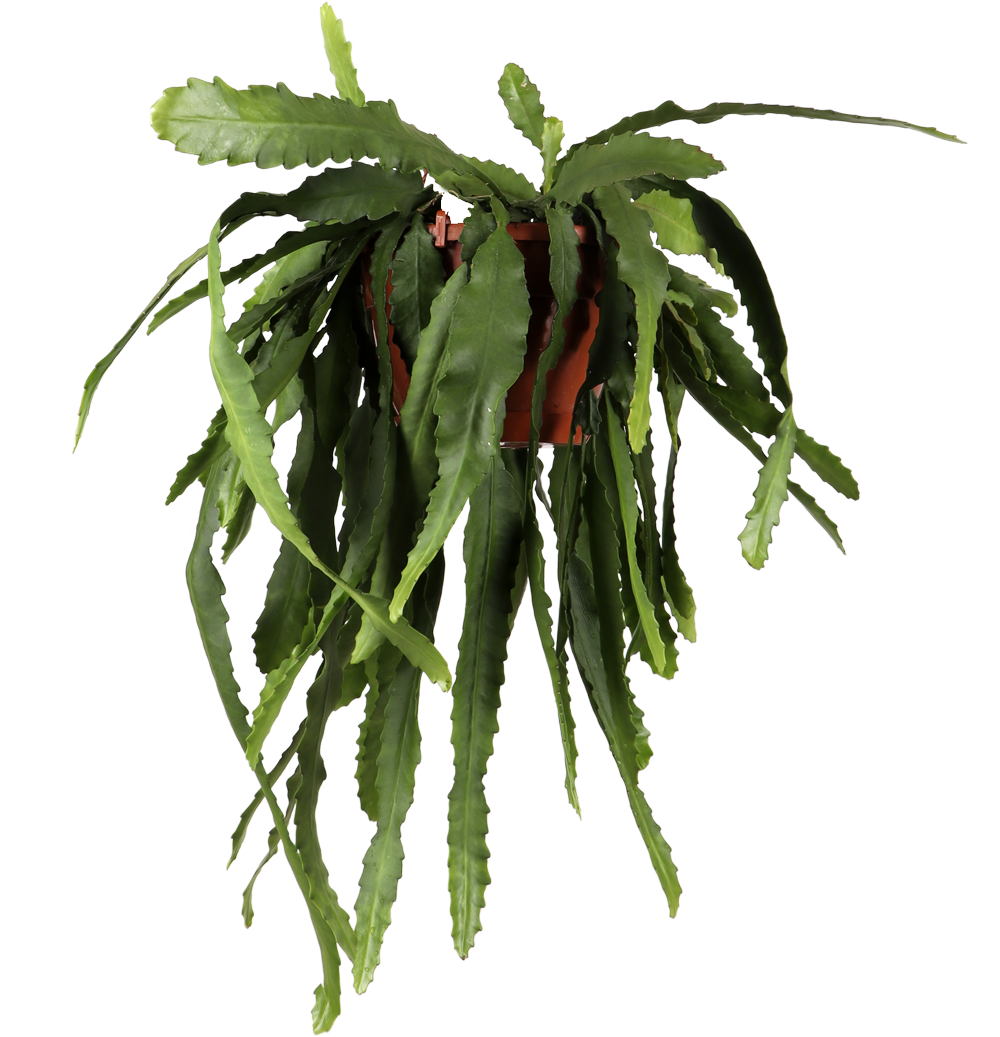 Epiphyllum pumilum (Cactusorchidee) (M)
