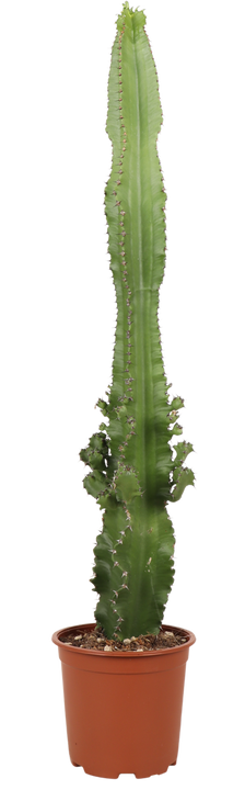 Euphorbia erytrea (Cowboycactus) (M)