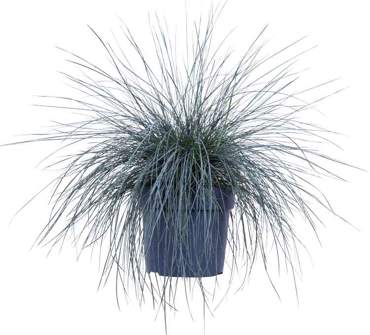 Festuca glauca "azura blue" (Blauw schapengras) (M)