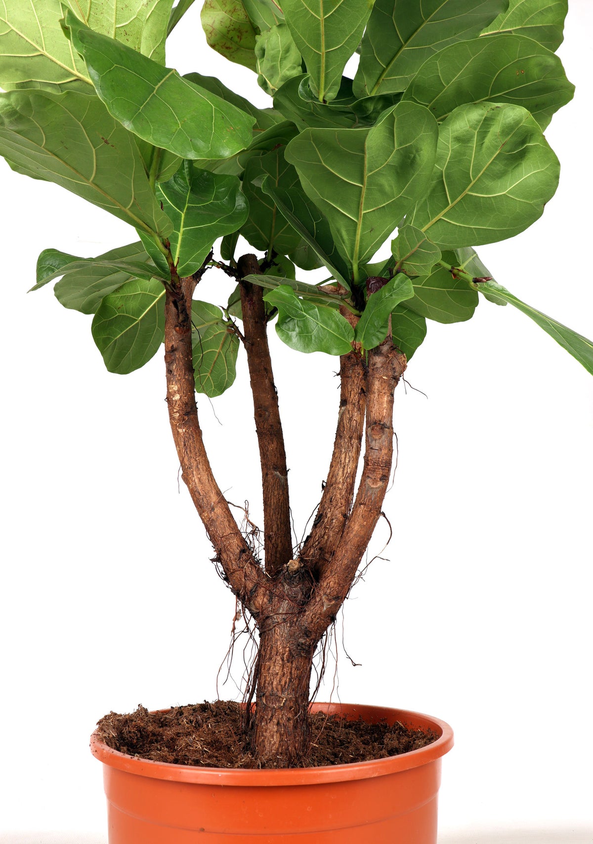 Ficus lyrata vertakt op stam (Tabaksplant) (XL) inspiratie 1