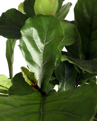 Ficus lyrata vertakt op stam (Tabaksplant) (XL) inspiratie 2