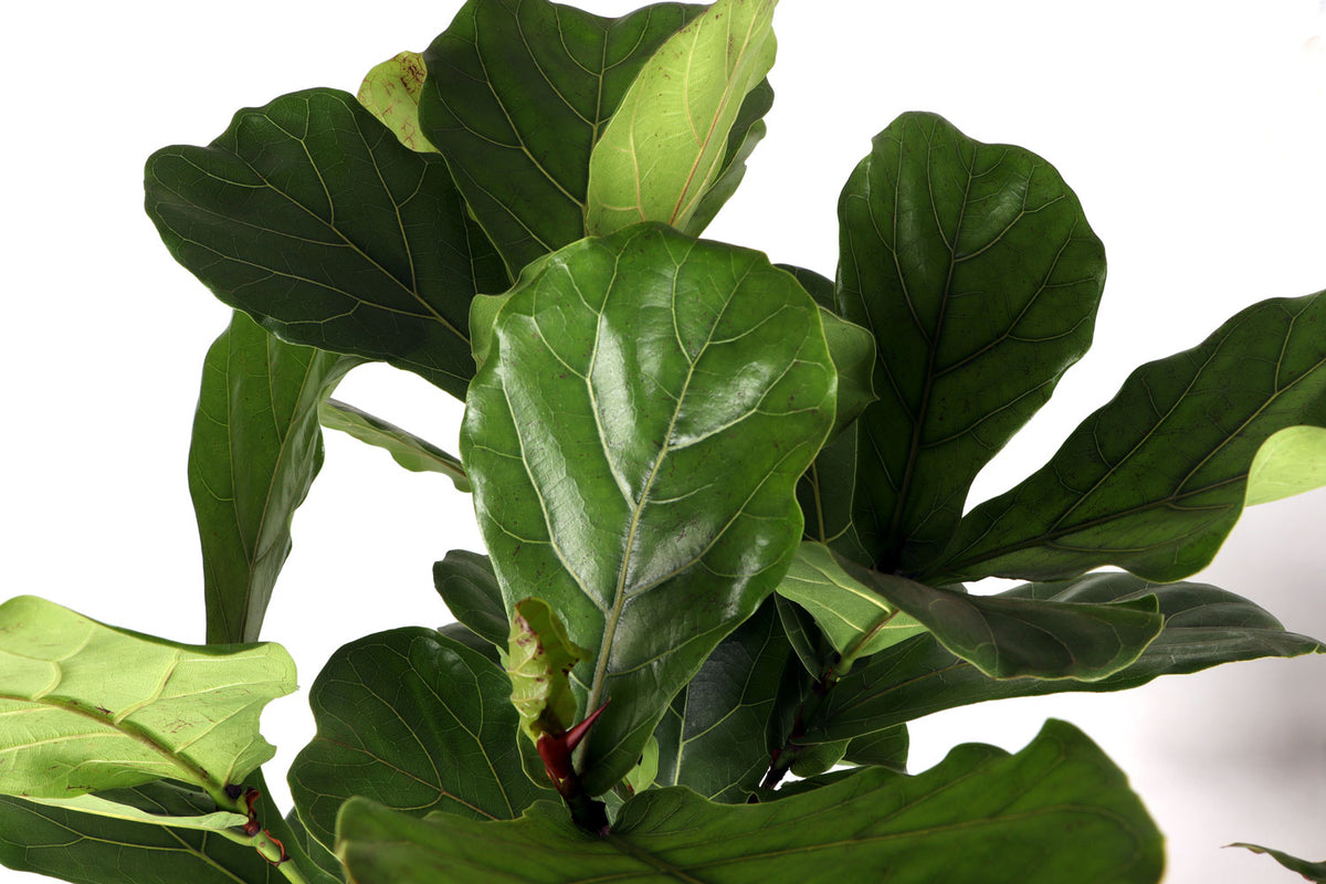 Ficus lyrata vertakt op stam (Tabaksplant) (XL) inspiratie 3