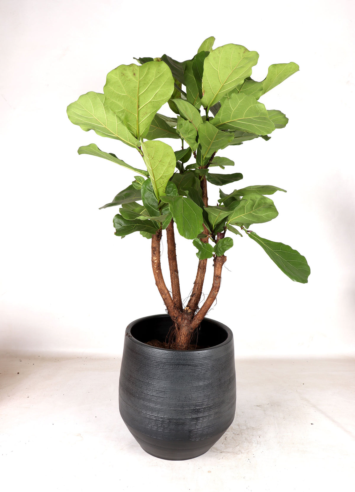 Ficus lyrata vertakt op stam (Tabaksplant) (XL) inspiratie 4