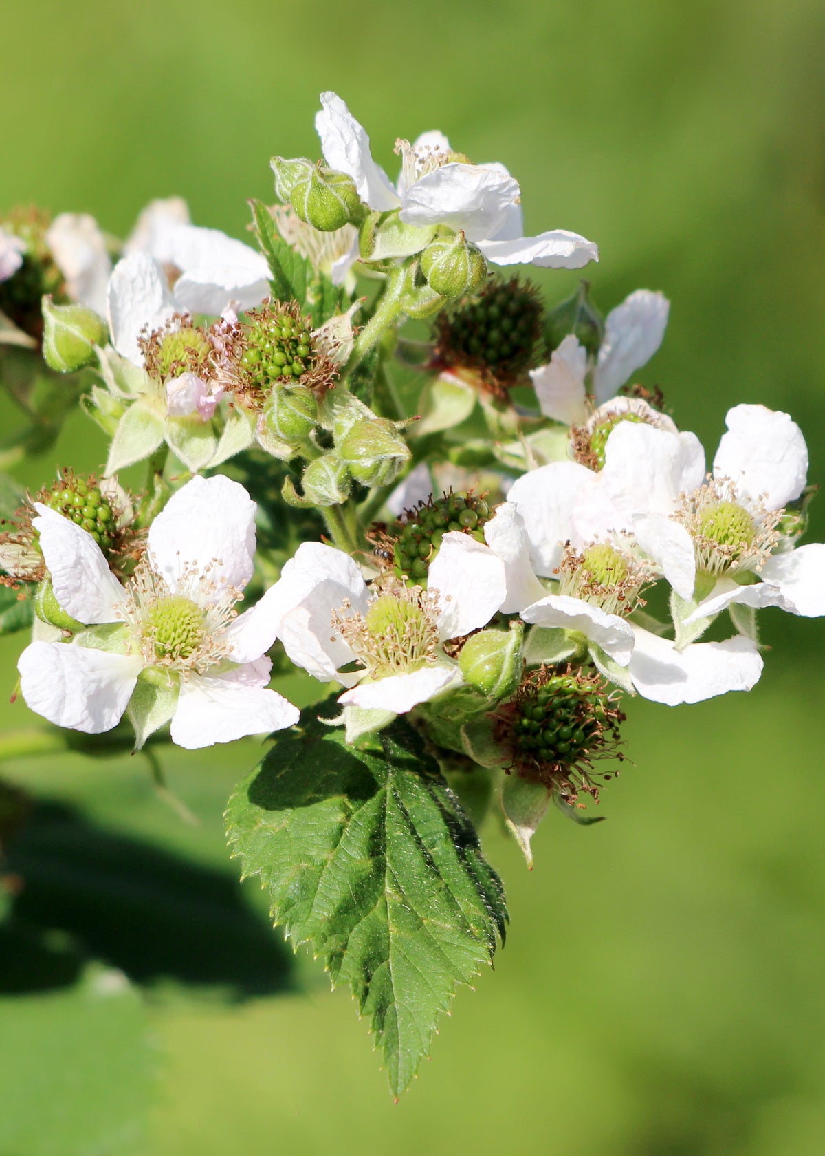 Framboos (Rubus ideaus) (L) inspiratie 3