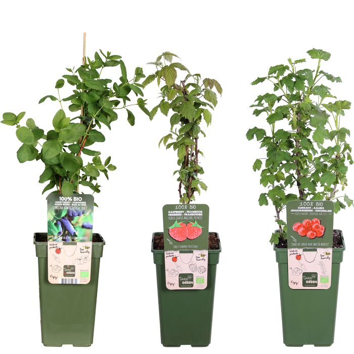 Klimfruit Trio - Aalbes, Honingbes & Framboos