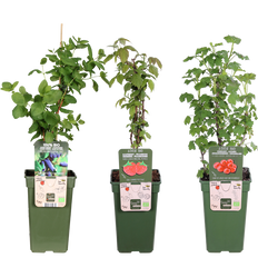 Klimfruit Trio - Aalbes, Honingbes & Framboos