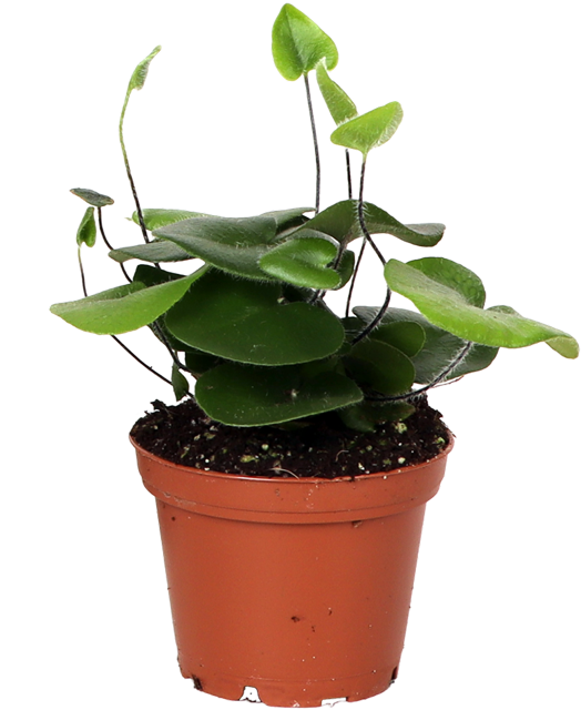 Hemionitis Arifolia (Hartjesvaren) (XS)