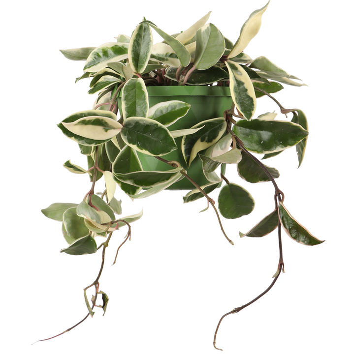Hoya Carnosa Krimson Queen (Wasbloem) (S)