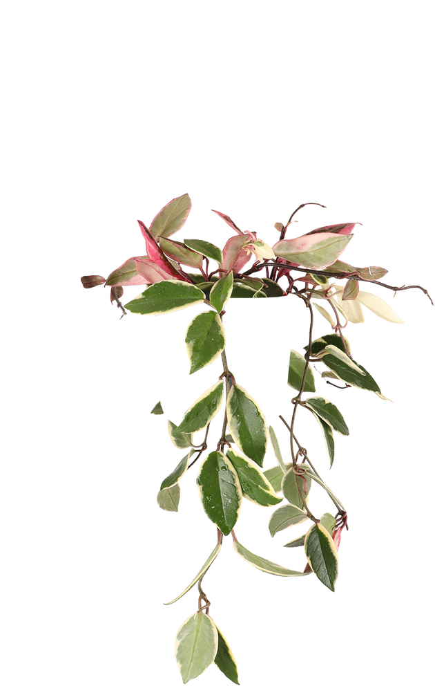 Hoya Carnosa Flamingo Dream kopen | online kopen bij Plantsome
