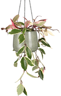 Hoya Carnosa Flamingo Dream (Wasbloem)