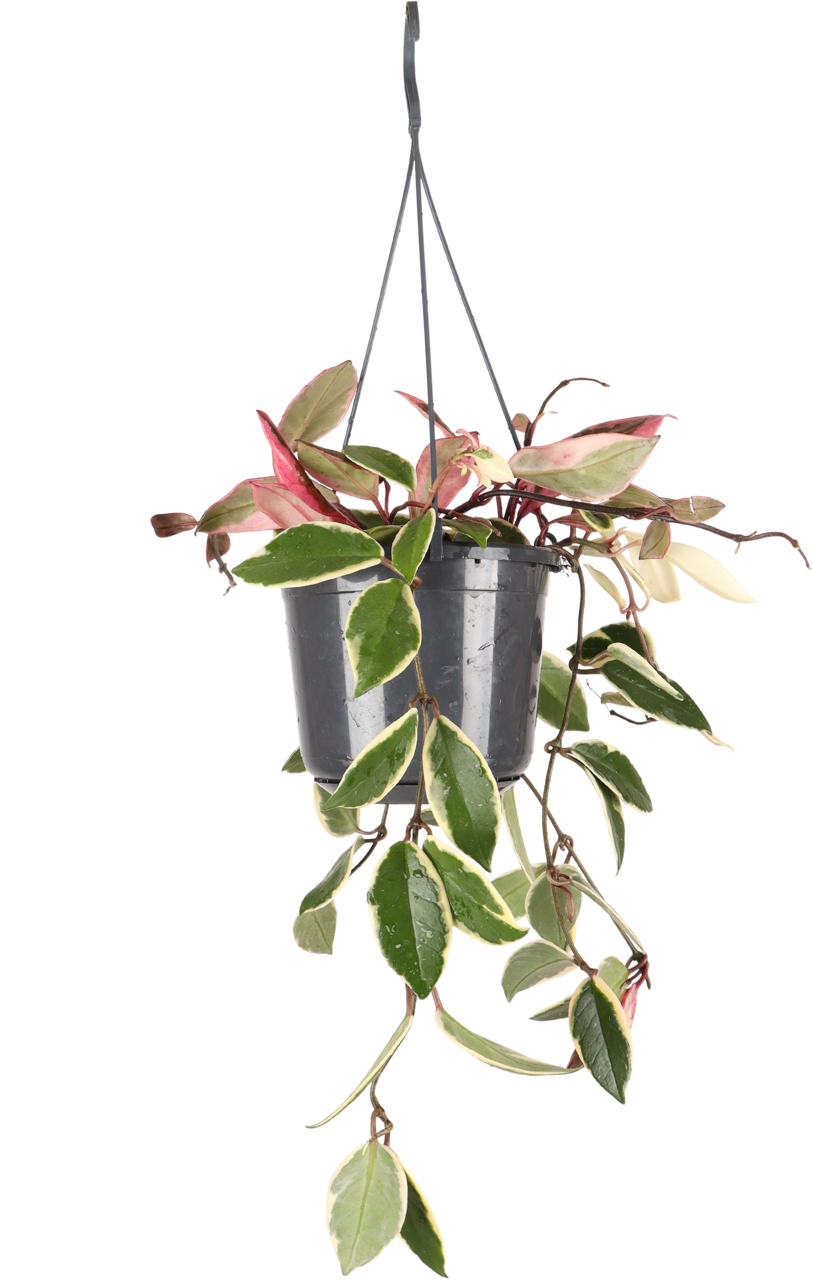Hoya Carnosa Flamingo Dream (Wasbloem)