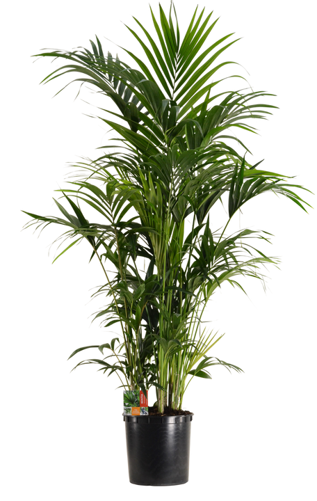 Howea forsteriana (Kentiapalm) (XXL)