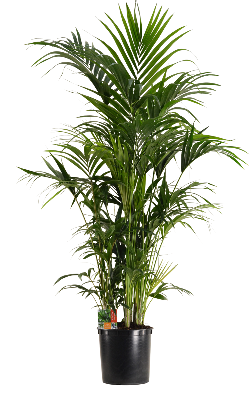 Howea forsteriana (Kentiapalm) (XXL)