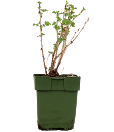 Kruisbes (Ribes ribest Easy Crisp)