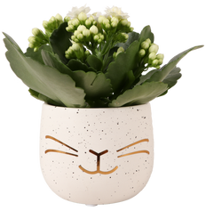 Kalanchoe in paaspotje