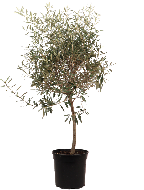 Olijfboom (Olea europea) (XL)