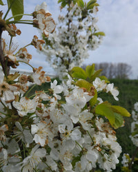 inspiratie-1