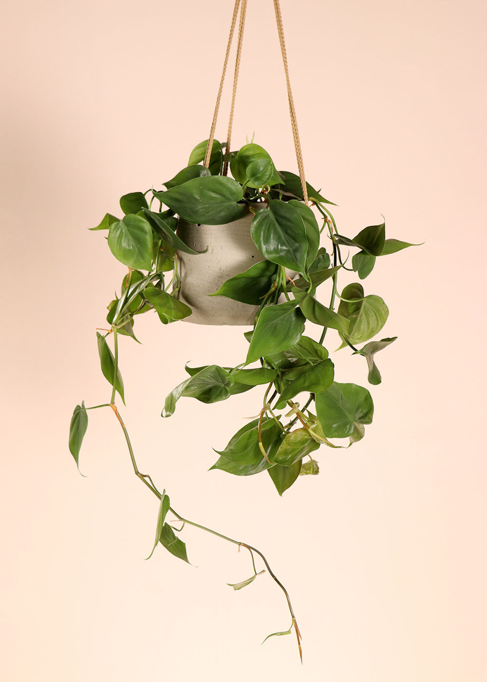inspiratie