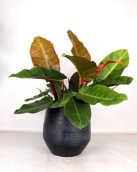 Philodendron Prince of Orange (M) inspiratie 1