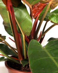 Philodendron Prince of Orange (M) inspiratie 2