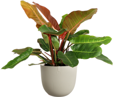 Philodendron Prince of Orange (M)