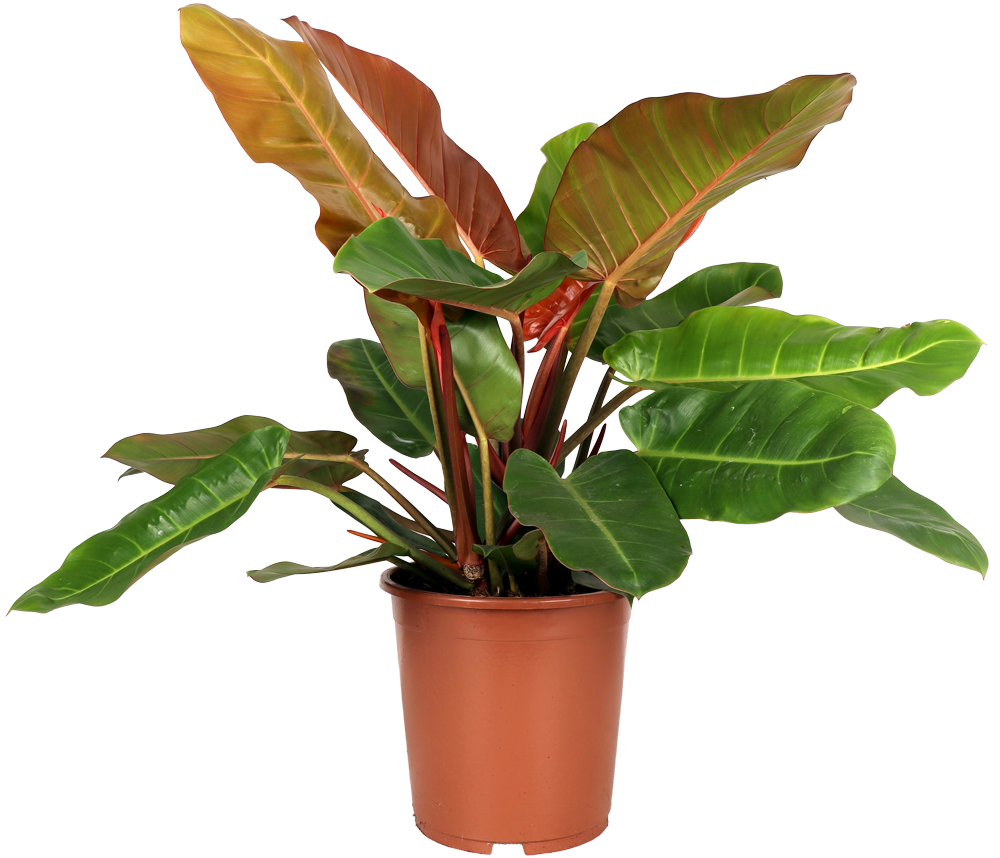 Philodendron Prince of Orange (M)