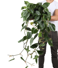 Philodendron scandens (Heartleaf philodendron)