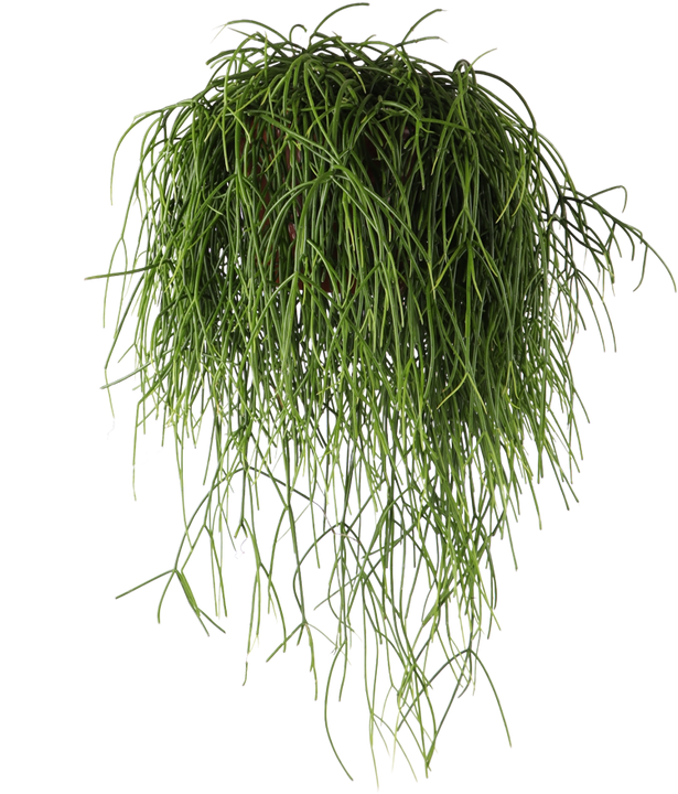 Rhipsalis baccifera (Koraalcactus) (M)