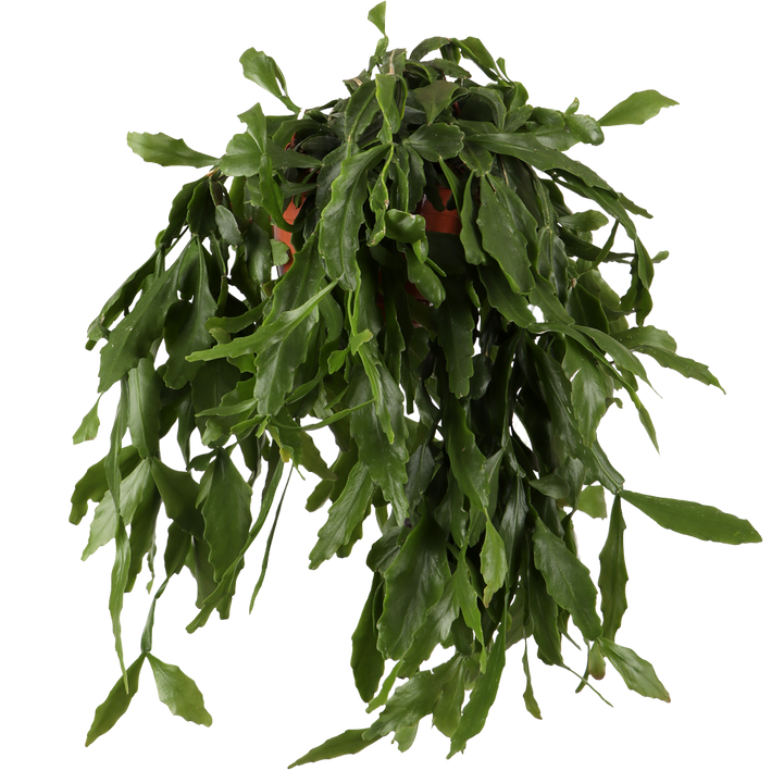 Rhipsalis crispata (Koraalcactus) (S)