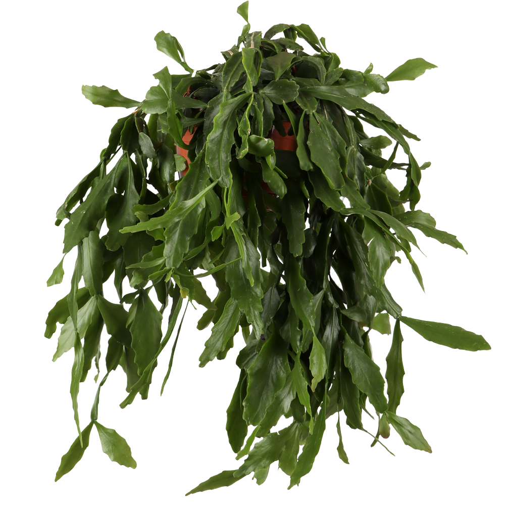 Rhipsalis crispata (Koraalcactus) (S)