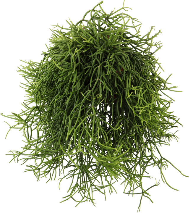 Rhipsalis heteroclada (Koraalcactus) (S)