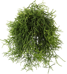 Rhipsalis heteroclada (Koraalcactus) (S)