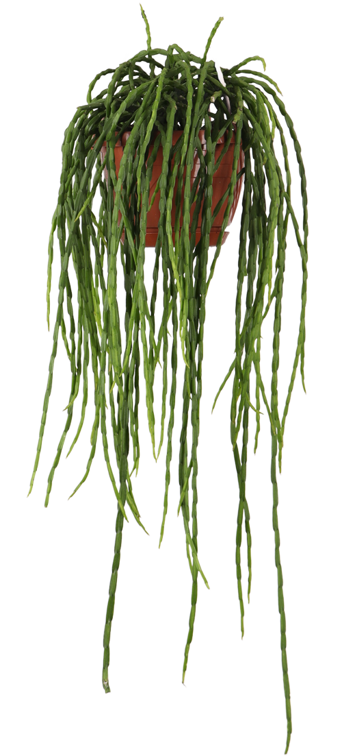 Rhipsalis paradoxa (Koraalcactus) (S)