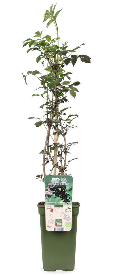 Vlierbes (Sambuca nigra 'Black Beauty') (M)