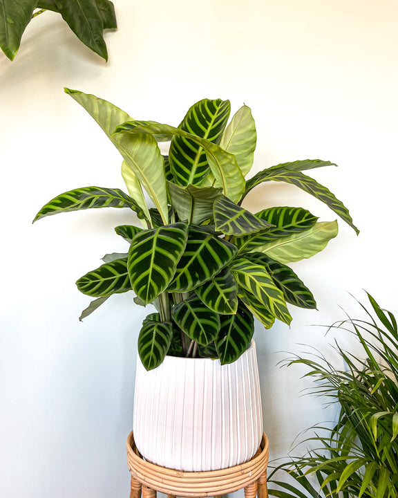 inspiratie