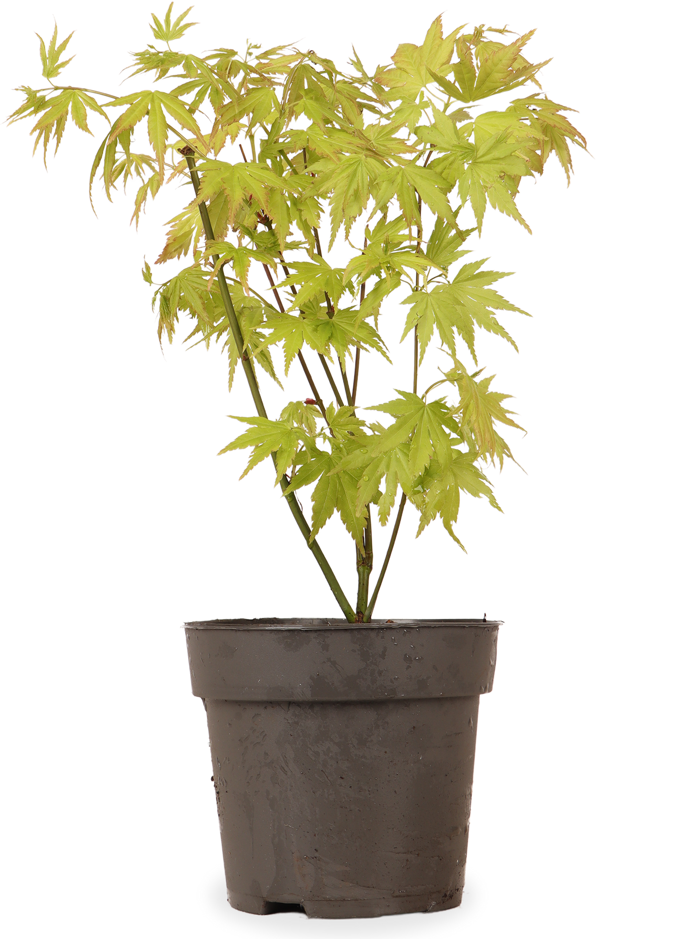 Oranje Japanse esdoorn (Acer palmatum) (S)