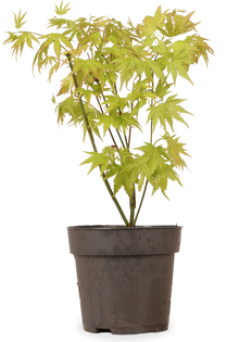 Oranje Japanse esdoorn (Acer palmatum) (S)
