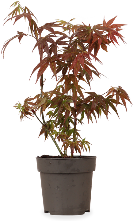 Rode Japanse esdoorn (Acer palmatum) (S)