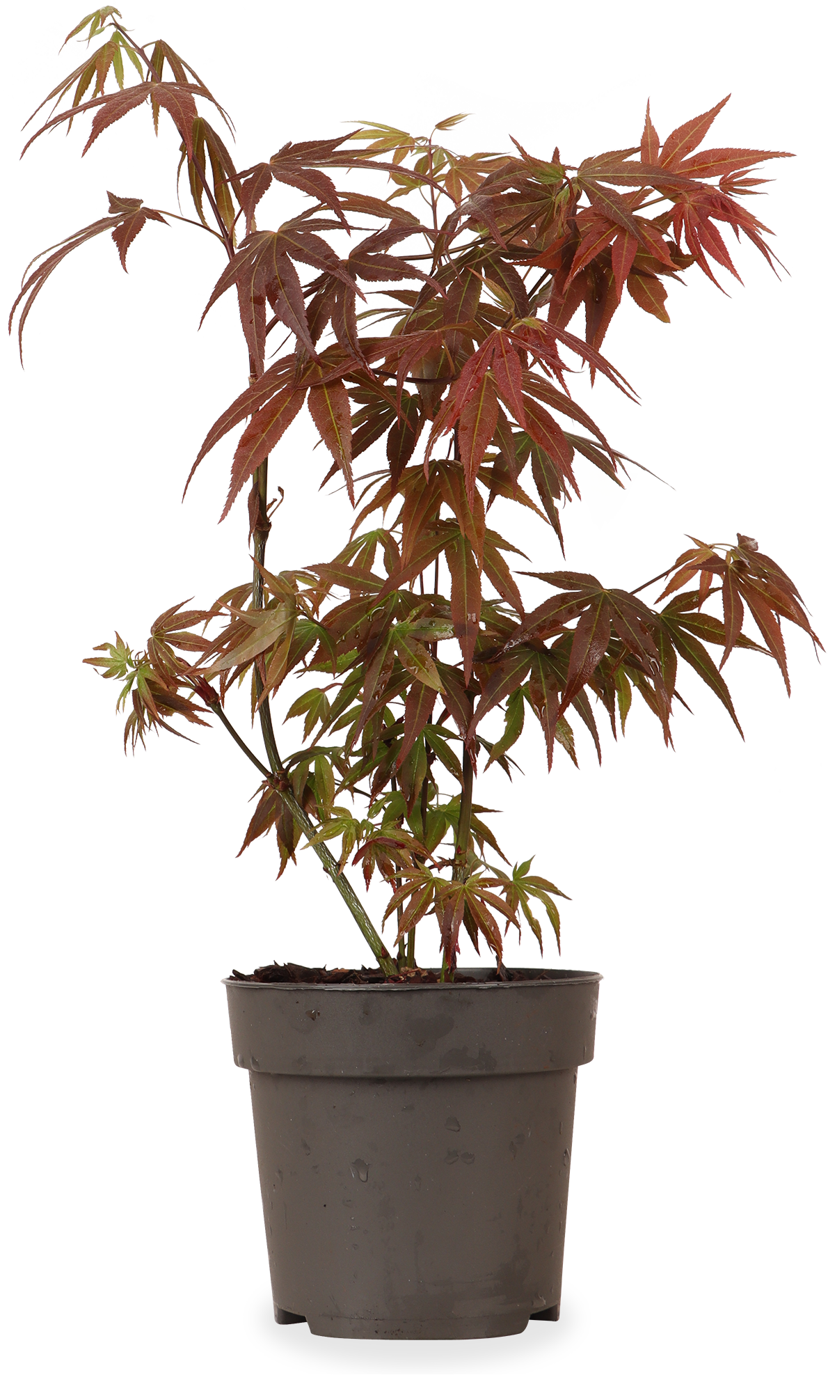 Rode Japanse esdoorn (Acer palmatum) (S)