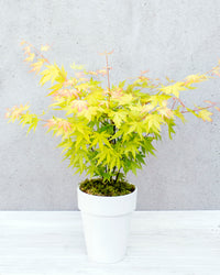 inspiratie-3